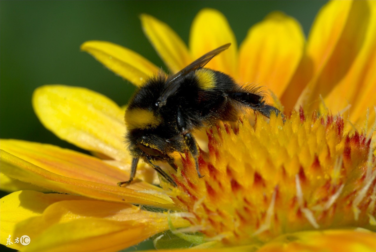 断食21天减肥法,21天断食减肥法