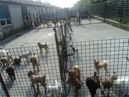 有灵性的狗狗看得人好心酸,狗场的狗狗的悲惨生活