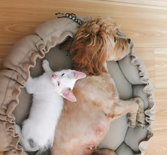 宠物囧事合集,狗狗放屁太臭了熏到主人怎么办