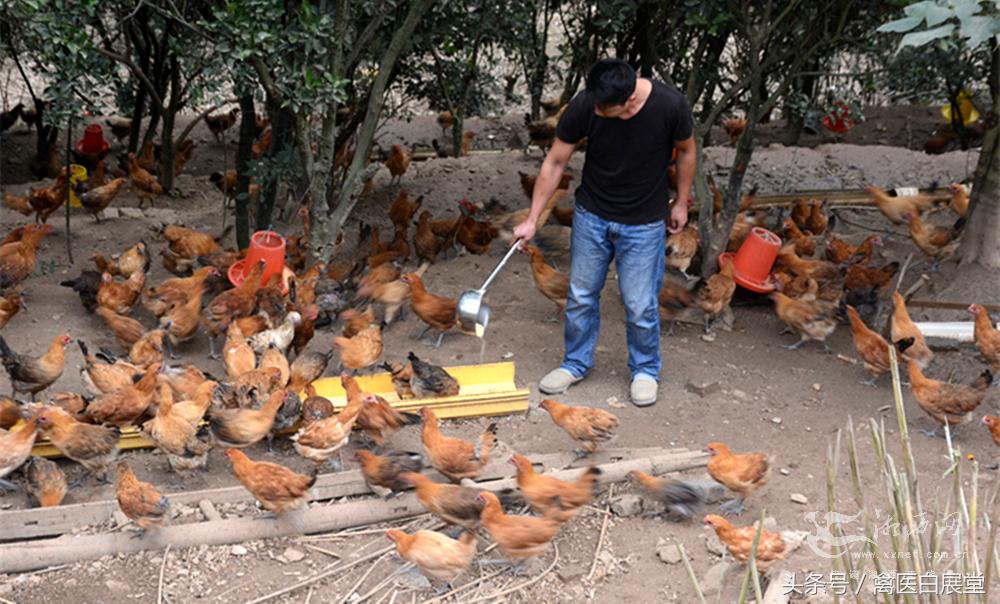 大学生回家创业养鸡投资100万,回乡创业养鸡1万只大概要多少钱