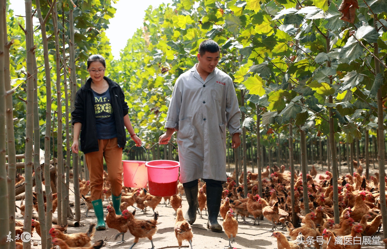 大学生回家创业养鸡投资100万,回乡创业养鸡1万只大概要多少钱