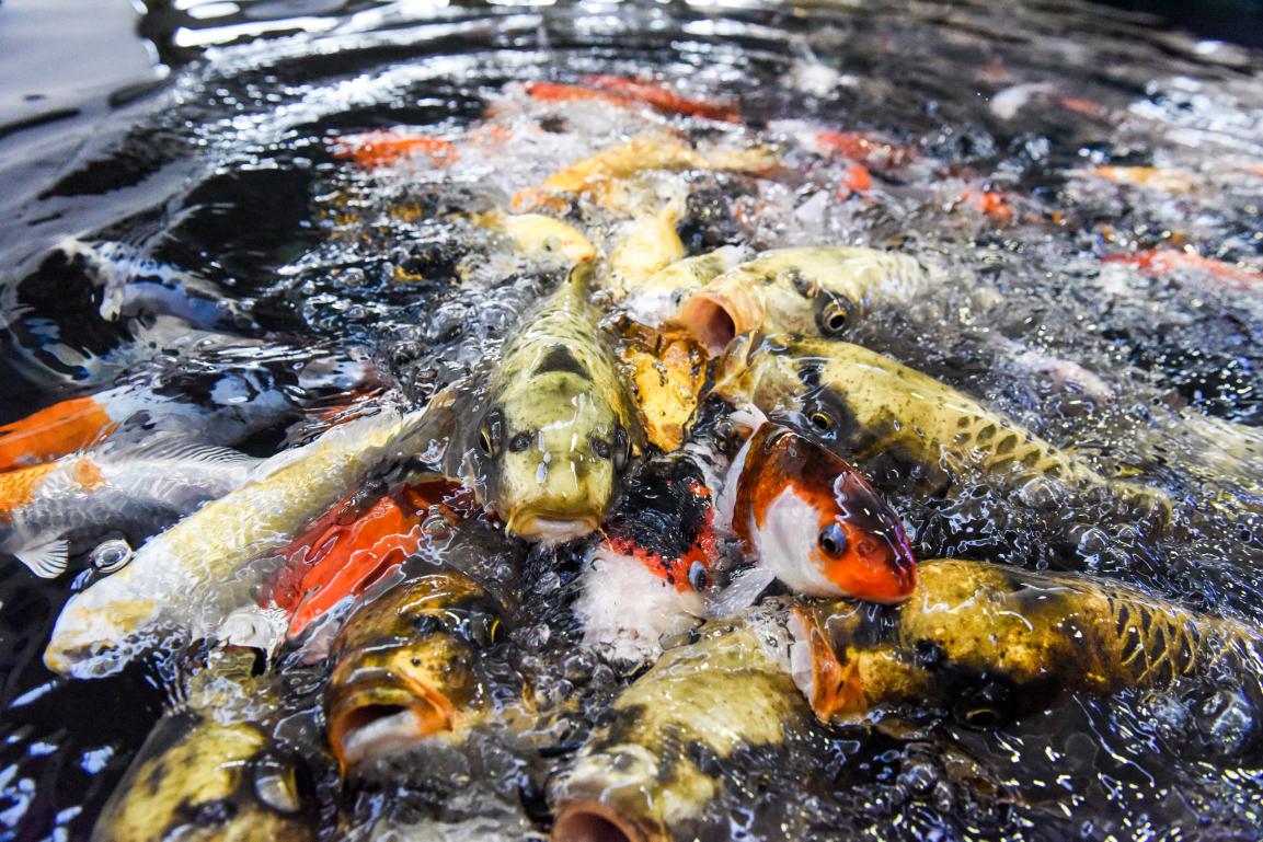 一条50斤的锦鲤市场价卖到近50万,一条锦鲤卖出一千五百万