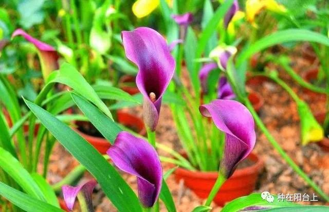 彩色马蹄莲如何开花多点,彩色马蹄莲怎么养才开花快