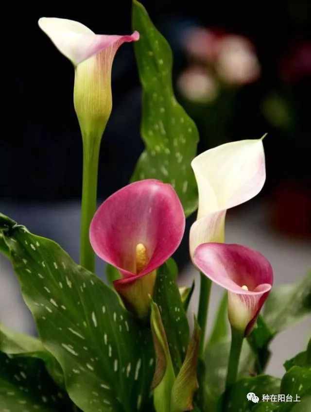 彩色马蹄莲如何开花多点,彩色马蹄莲怎么养才开花快