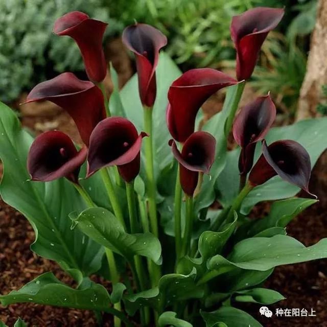 彩色马蹄莲如何开花多点,彩色马蹄莲怎么养才开花快