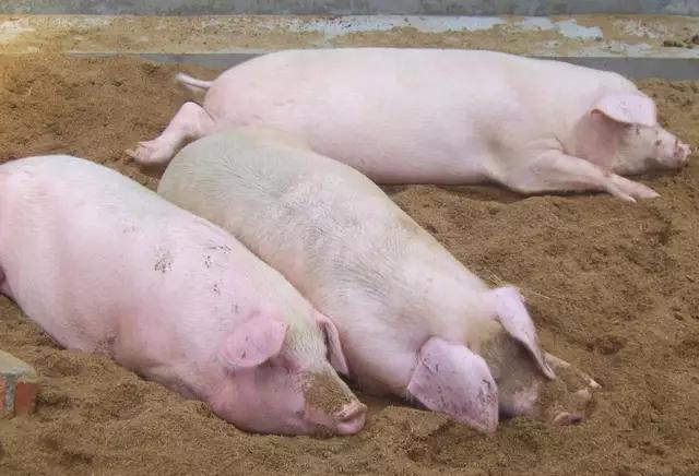 养猪怎么使用小苏打,小苏打养猪的作用和功效