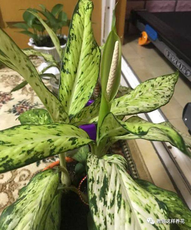 万年青如何养才茂盛,万年青怎么养才能更旺盛