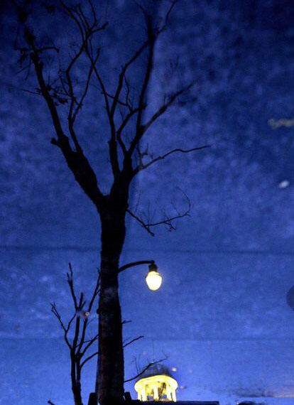 茂密的白杨树,东高地的白杨树