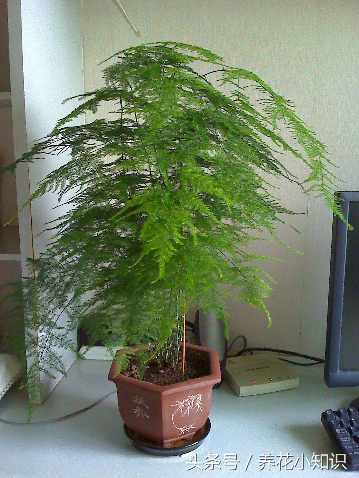 文竹怎么样越冬,文竹冬天能越冬吗