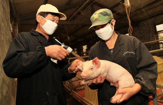 仔猪黄白痢偏方秘方,仔猪黄白痢的最佳治疗方法