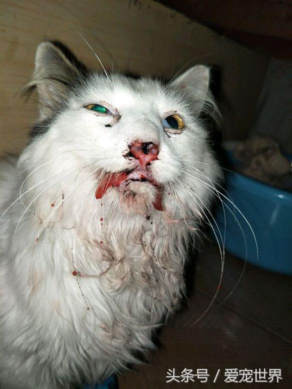 猫的命有多硬,猫的命多长