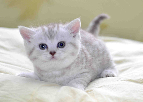 学习外语的书,国外一本学习外语的书