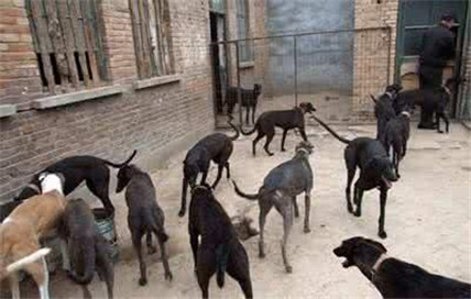 有灵性的狗狗看得人好心酸,狗场的狗狗的悲惨生活