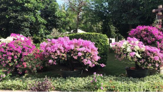 三亚吃喝玩乐亲身攻略