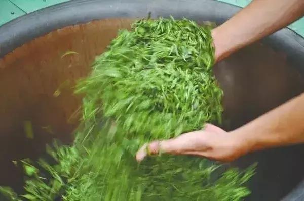 世界上最顶级绿茶,上等极品好茶碧螺春