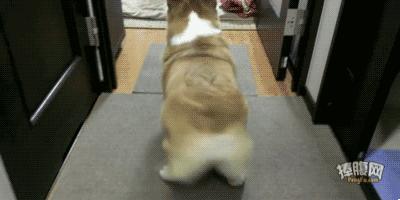 狗年来了,送你50个关于狗的歇后语,笑的肚子疼!祝你狗年开心!