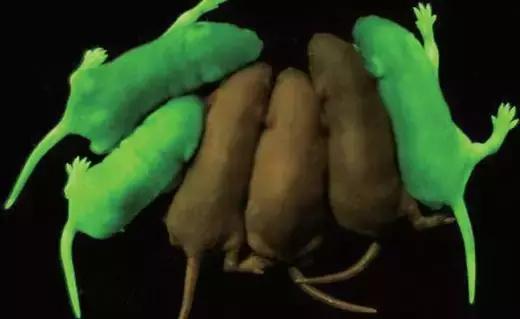 实验动物福利原则,科技对动物的好处