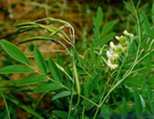 你认识苦参吗？你知道苦参有什么秘密吗？