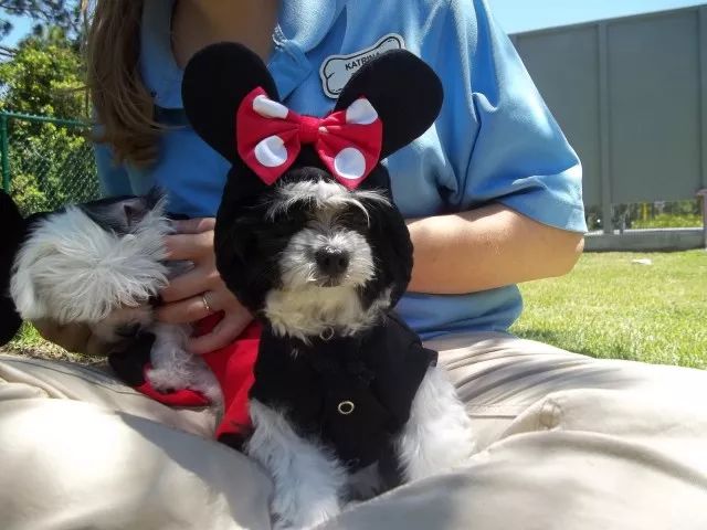 当狗炫起富来根本没人什么事儿了