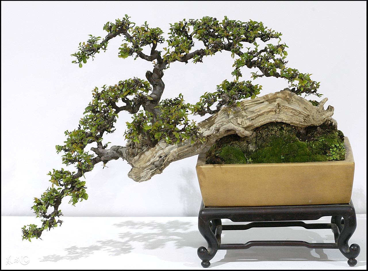 盆景雀梅怕冷吗,盆景雀梅好养吗怎么养