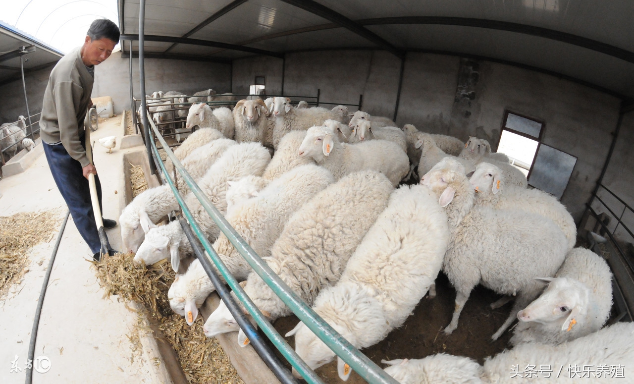 养羊是牛好还是羊好,羊只喂精料可以吗