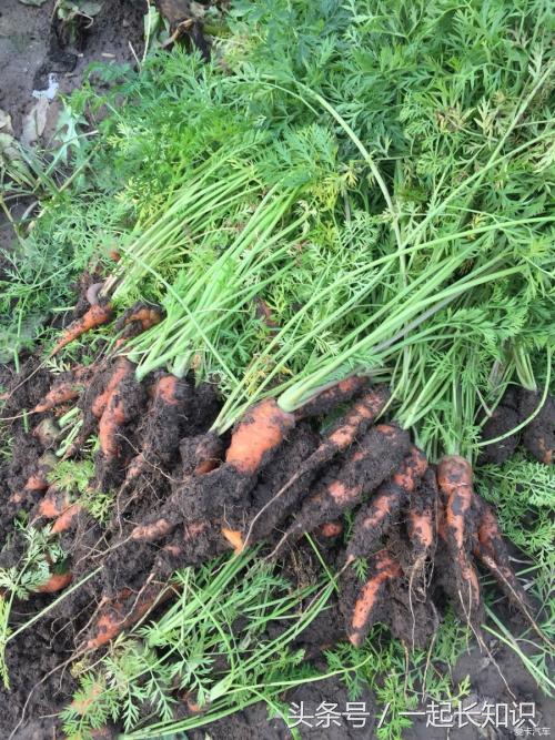 被电视剧骗了这么多年，中箭了应该这样操作！你知道吗？