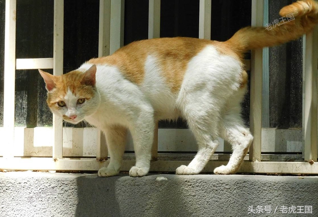 凡事留一手小说,猫教老虎留一手