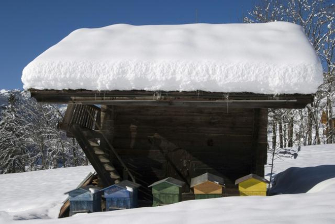 养蜂日历之春季蜂群快速发展方法,春季蜂群养蜂技术指南视频