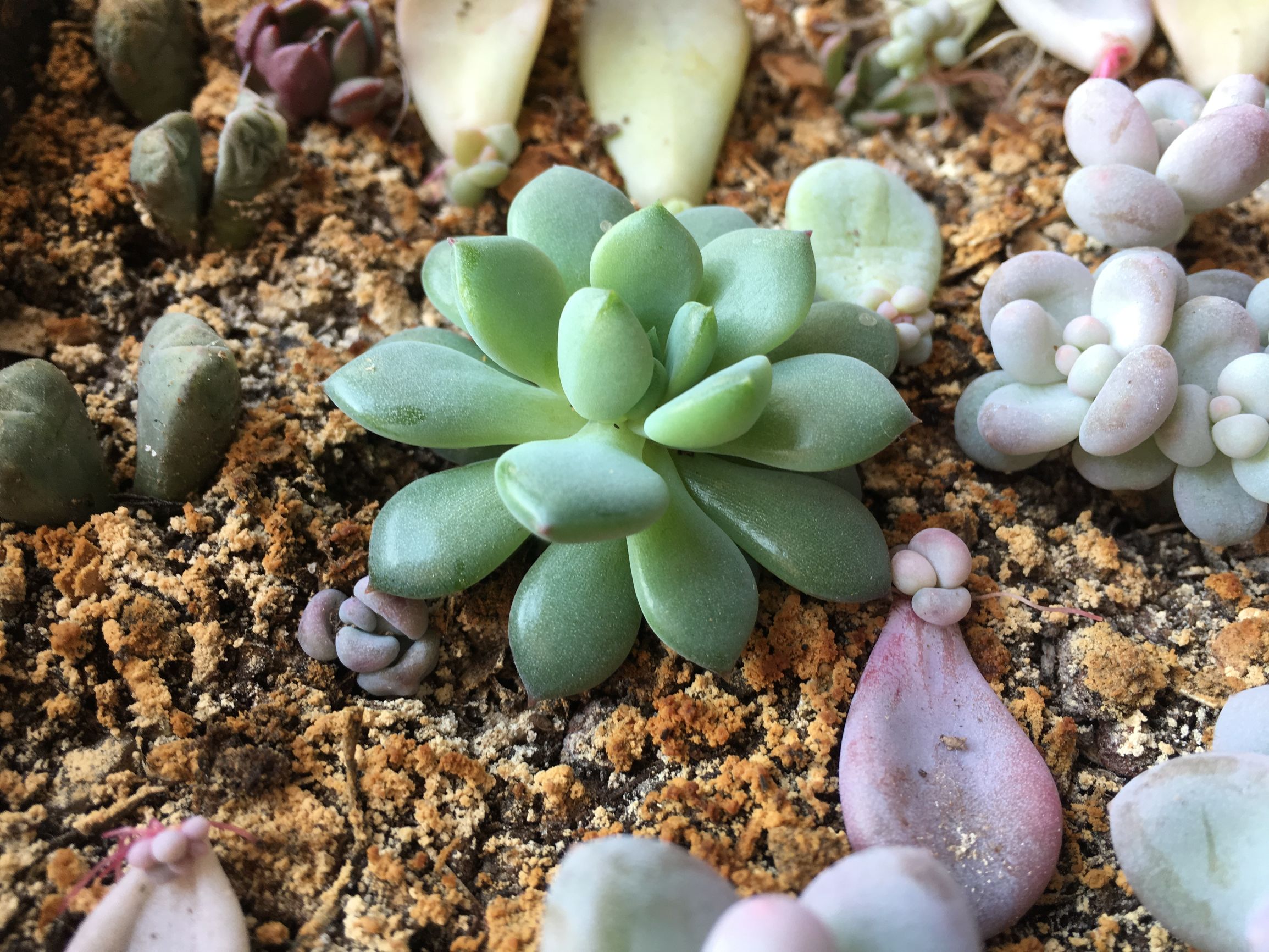 多肉植物麦秆叶插,多肉植物叶片分株