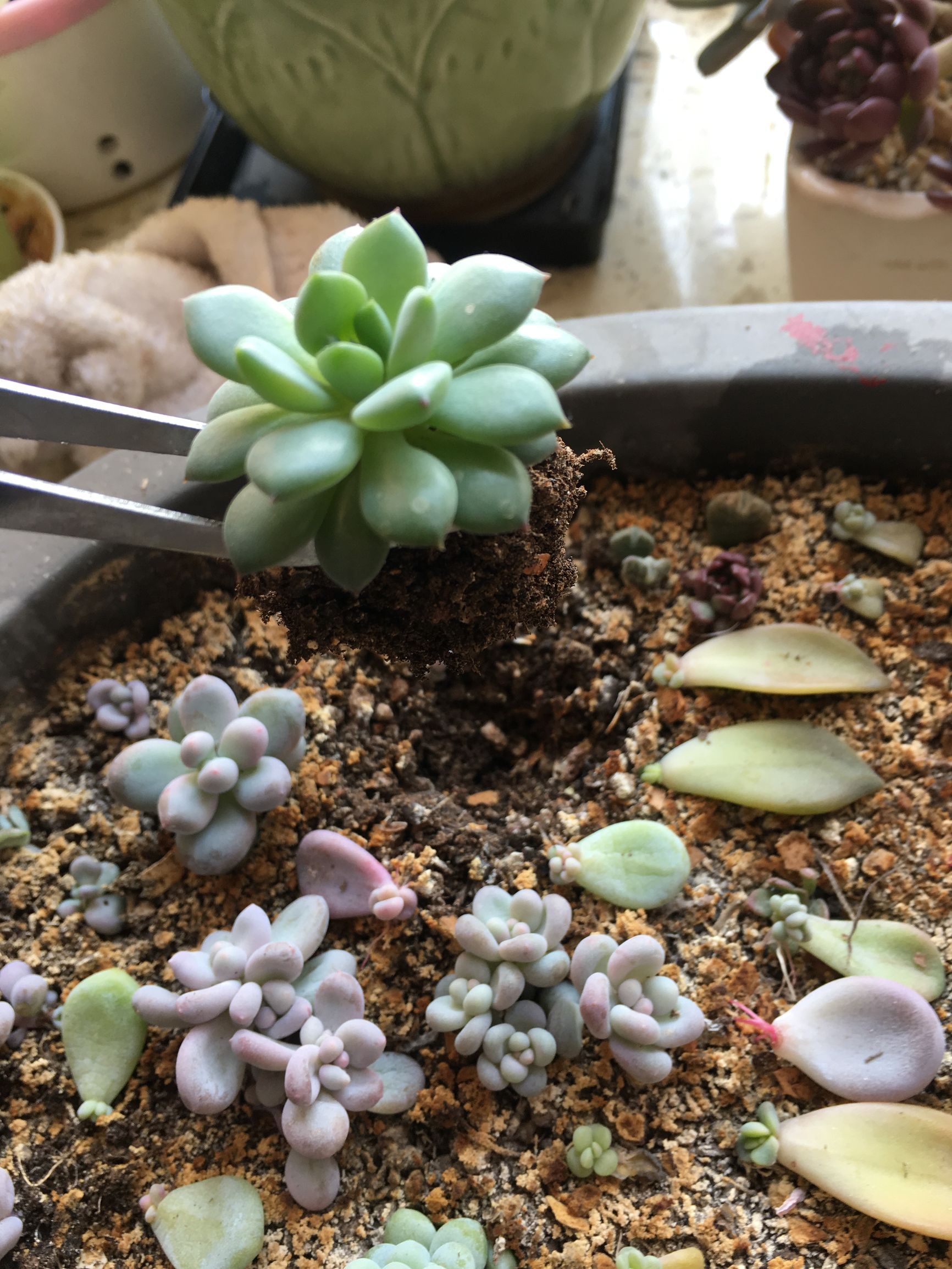 多肉植物麦秆叶插,多肉植物叶片分株