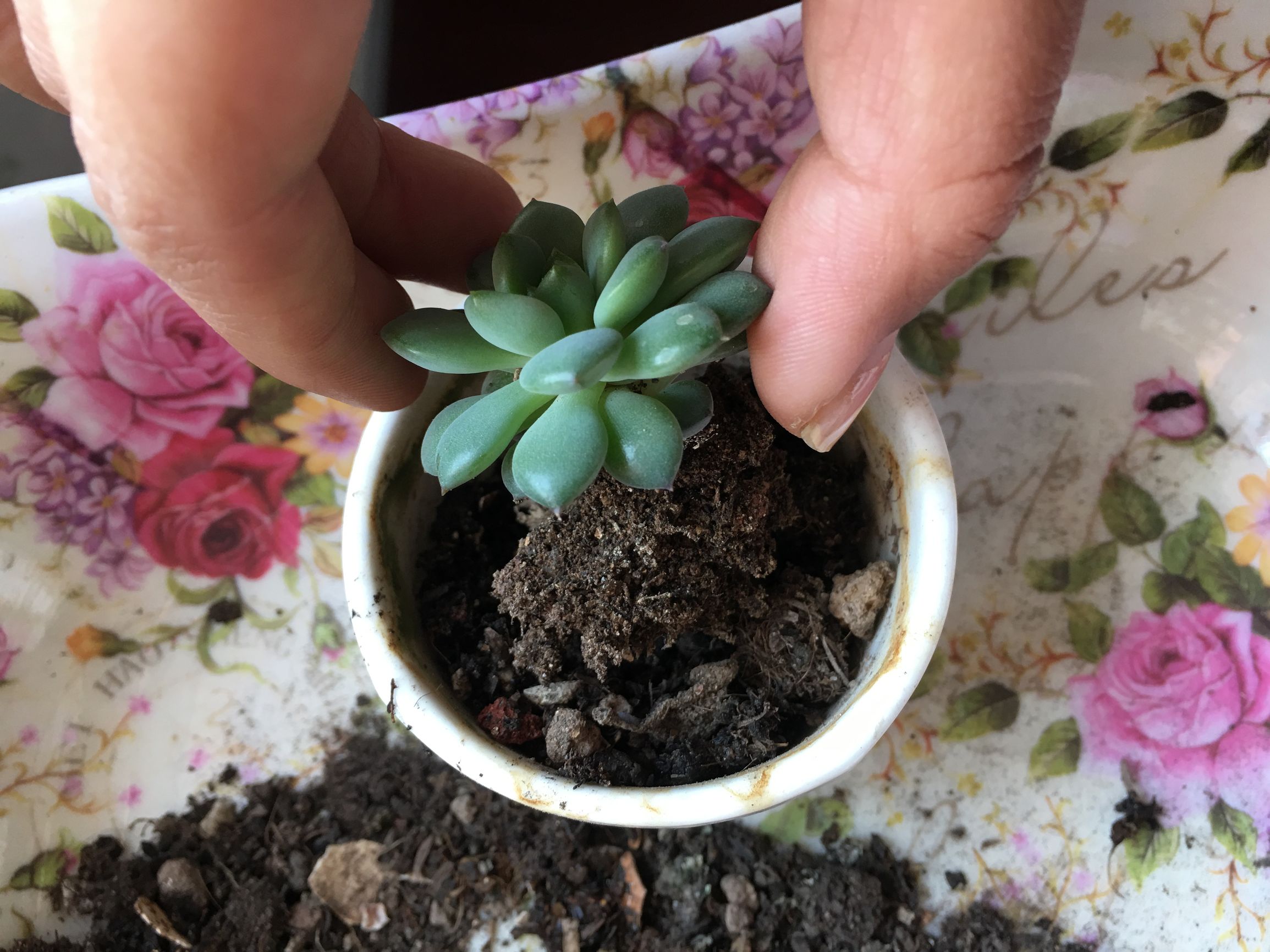 多肉植物麦秆叶插,多肉植物叶片分株