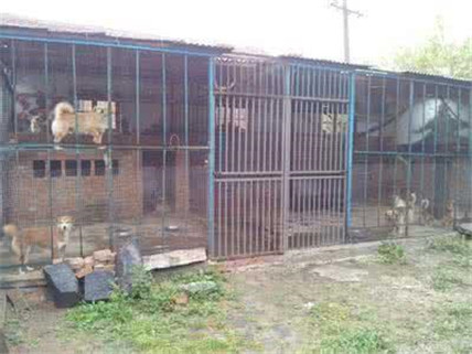 有灵性的狗狗看得人好心酸,狗场的狗狗的悲惨生活