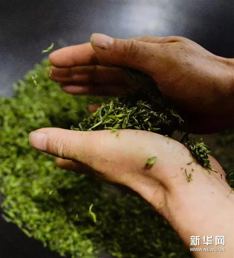 世界上最顶级绿茶,上等极品好茶碧螺春