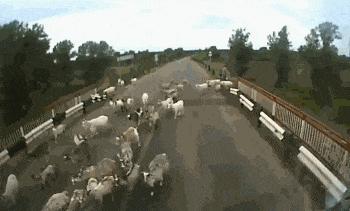 别瞎想，姑娘只是尿急罢了