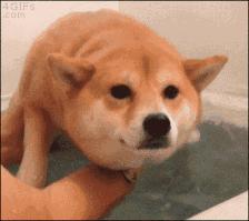 狗年来了,送你50个关于狗的歇后语,笑的肚子疼!祝你狗年开心!