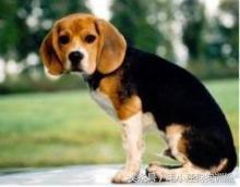 比格狗图片,长得和比格相似的狗