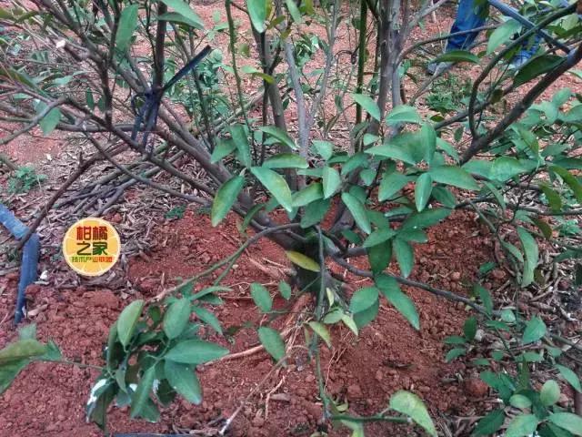 柑橘脚腐病防治视频,柑橘脚腐病是什么原因