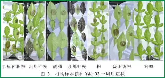 柑橘脚腐病防治视频,柑橘脚腐病是什么原因