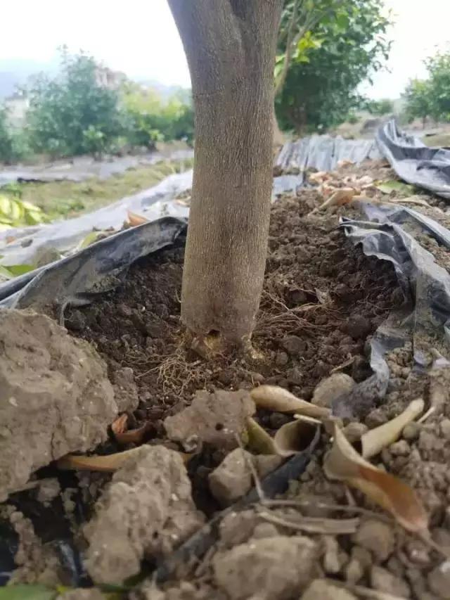 柑橘脚腐病防治视频,柑橘脚腐病是什么原因