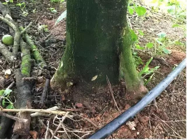 柑橘脚腐病防治视频,柑橘脚腐病是什么原因