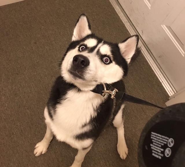 宠物囧事合集,狗狗放屁太臭了熏到主人怎么办