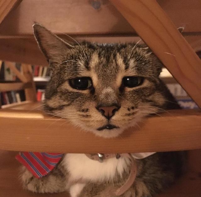 宠物囧事合集,狗狗放屁太臭了熏到主人怎么办