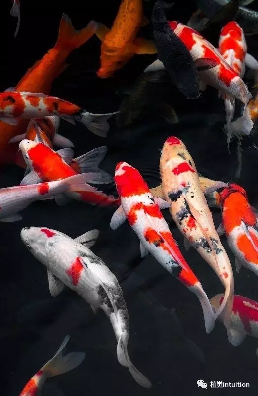 一条50斤的锦鲤市场价卖到近50万,一条锦鲤卖出一千五百万