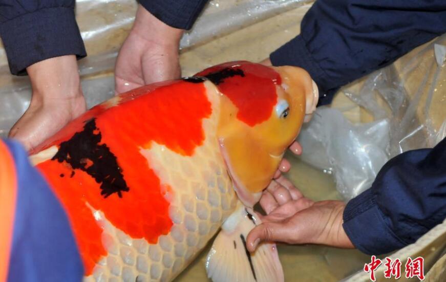 一条50斤的锦鲤市场价卖到近50万,一条锦鲤卖出一千五百万