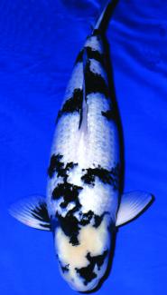 一条50斤的锦鲤市场价卖到近50万,一条锦鲤卖出一千五百万