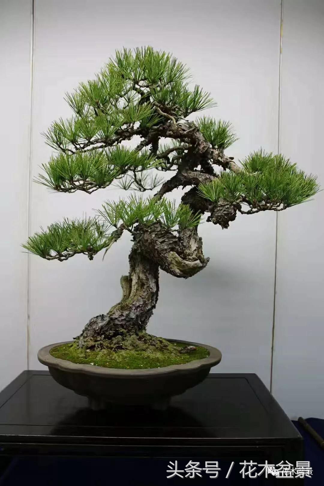 制作黑松高杆盆景之要领,黑松盆景用深盆还是用浅盆