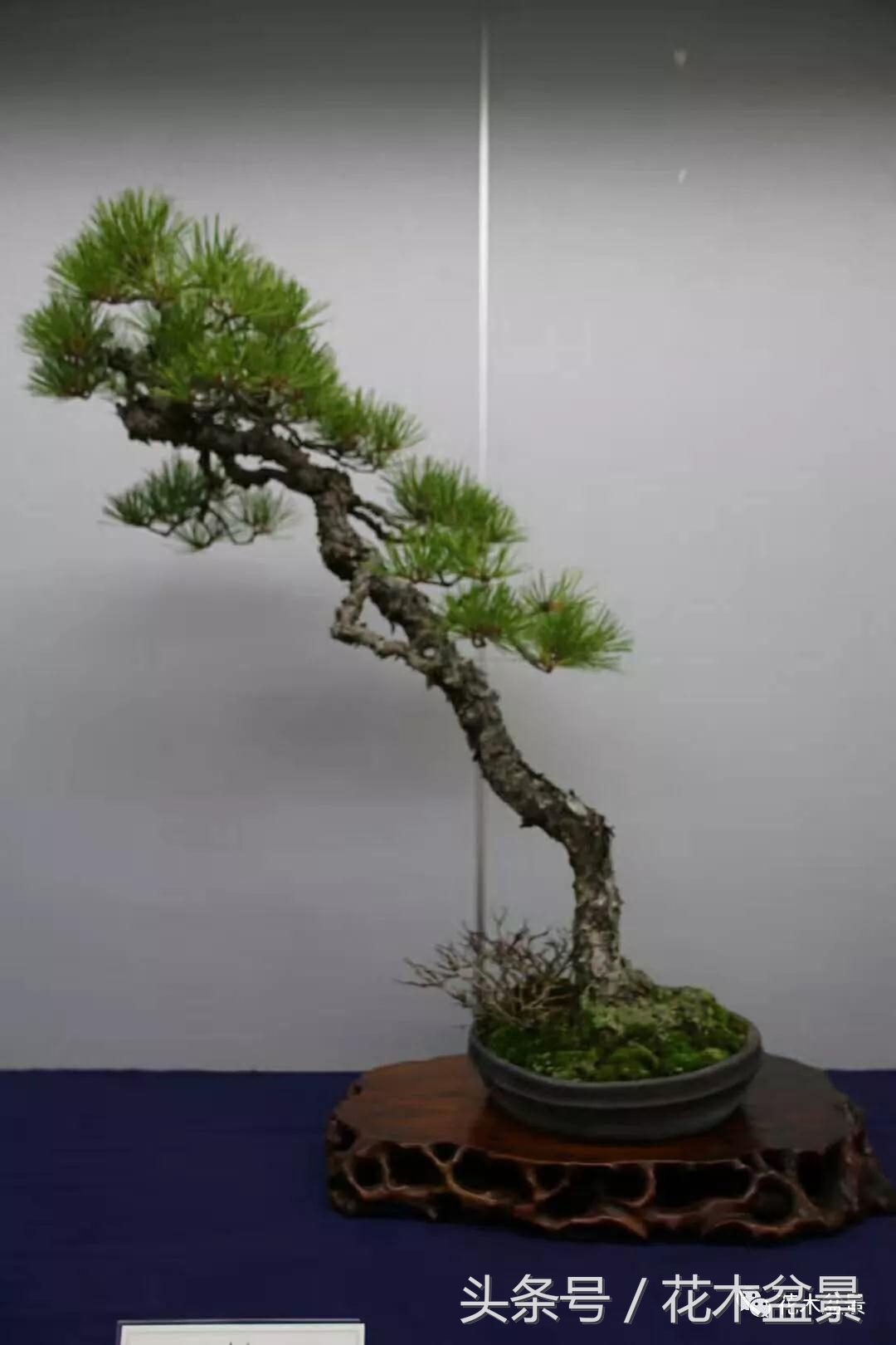 制作黑松高杆盆景之要领,黑松盆景用深盆还是用浅盆