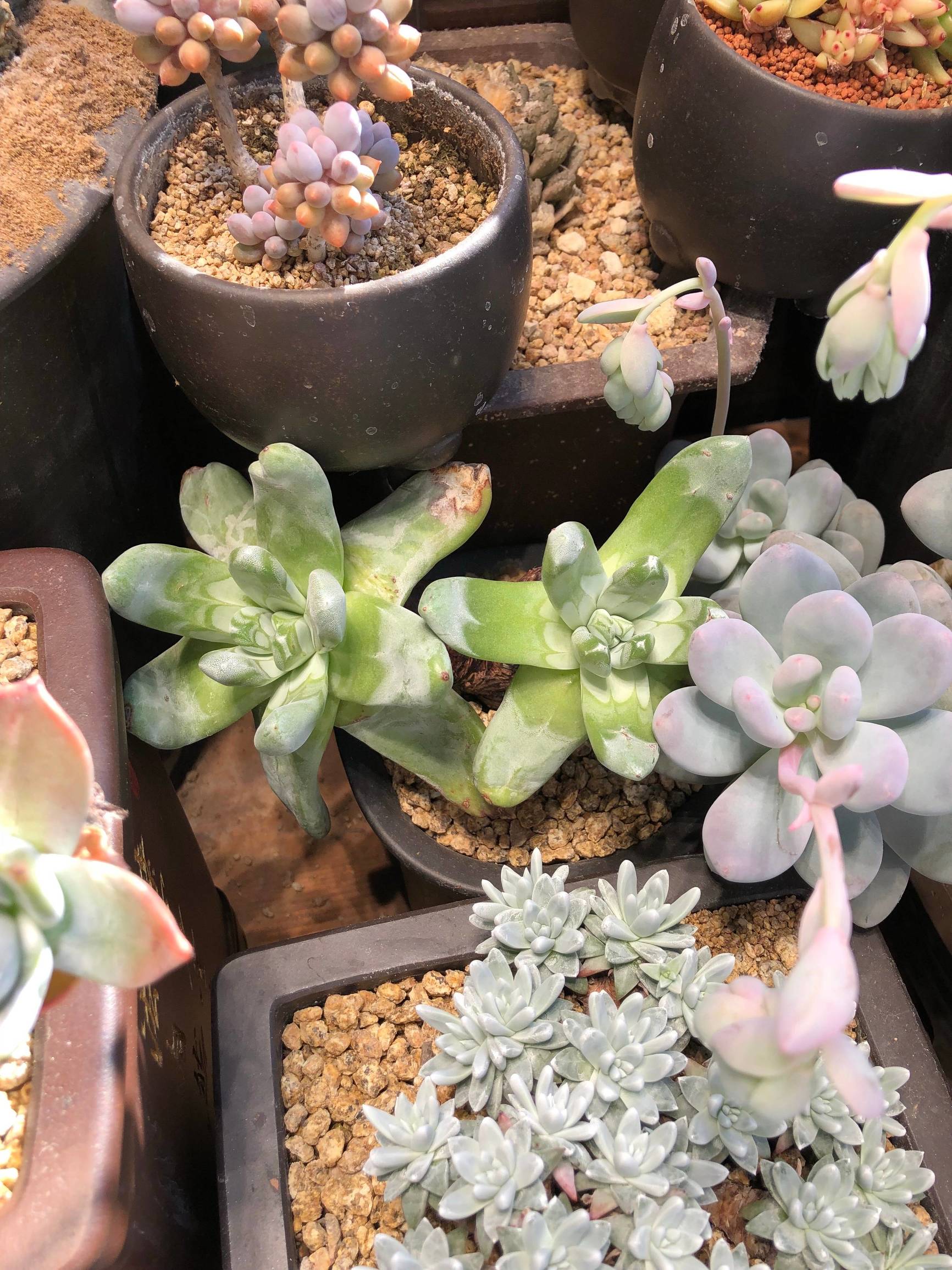 多肉植物仙女杯篇,多肉植物仙女杯