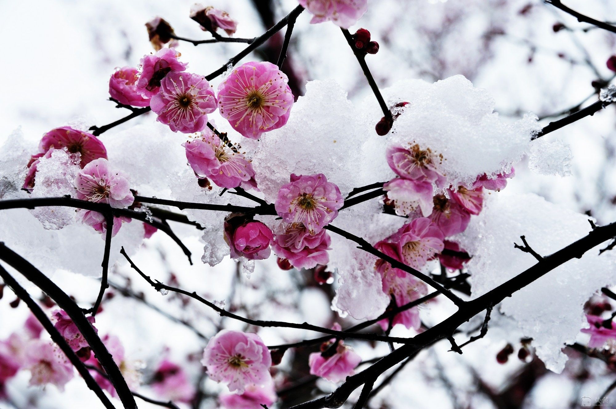梅花情诗关于梅花古诗大全,历代咏梅花诗词大全