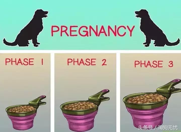狗狗怀孕了你都不知道?先来学习狗狗怀孕知识吧!